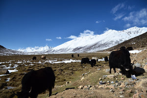 Road Trip in Tibet