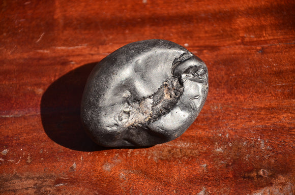 Fossil stone Blanfordiceras wallichi  Ammonite