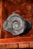 Fossil stone Blanfordiceras wallichi  Ammonite